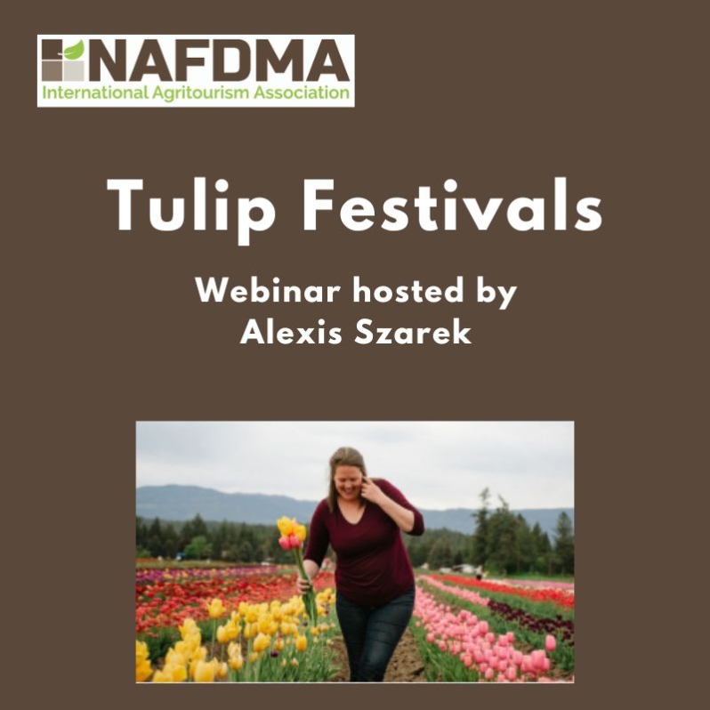 Tulip Festivals